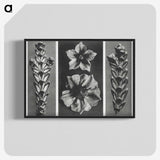 1-89_Karl-Blossfeldt_blk-crop