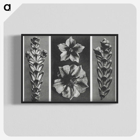 1-89_Karl-Blossfeldt_blk-crop
