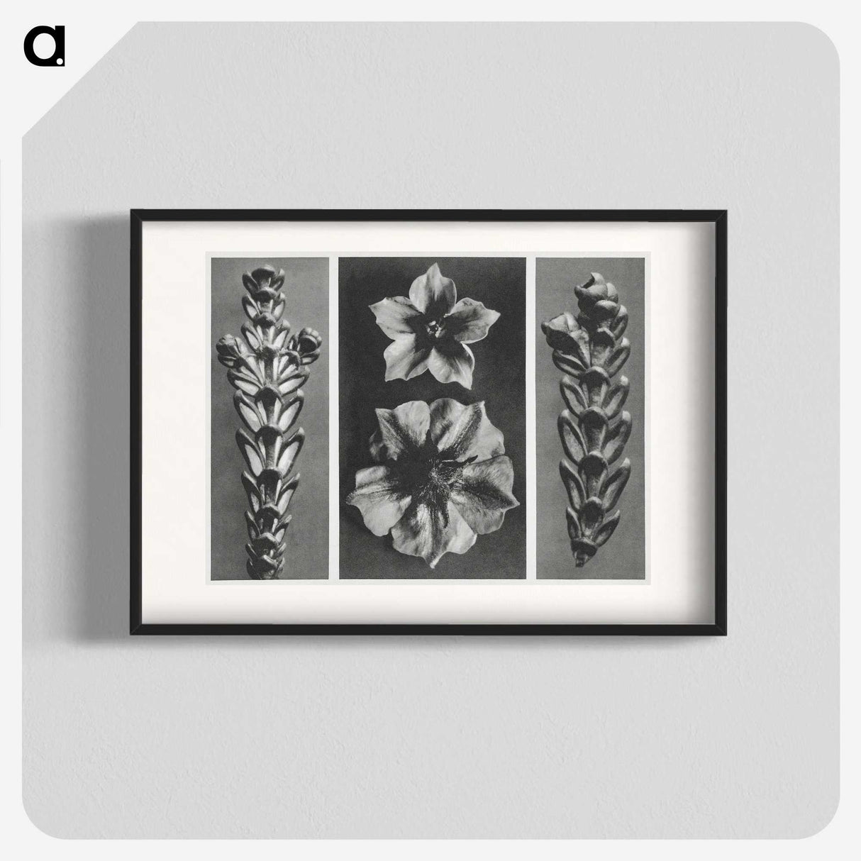 1-89_Karl-Blossfeldt_blk