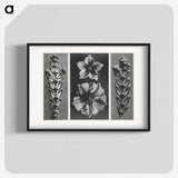 1-89_Karl-Blossfeldt_blk