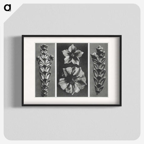 1-89_Karl-Blossfeldt_blk