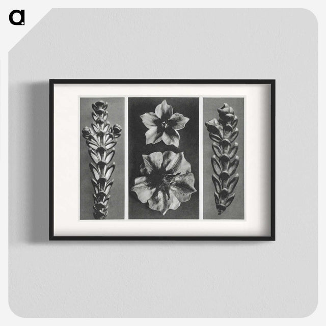 1-89_Karl-Blossfeldt_blk