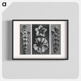 アートポスター-Thujopsis dolabrata enlarged 10 times, Solanum tuberosum (Potato) enlarged 5 times, and Thujopsis dolabrata enlarged 10 times from Urformen der Kunst by . Original from The Rijksmuseum. Digital - カール ブロスフェルト Poster.