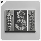 1-89_Karl-Blossfeldt_canvas