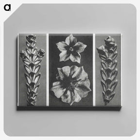 1-89_Karl-Blossfeldt_canvas