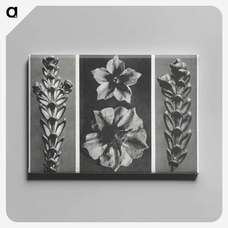 1-89_Karl-Blossfeldt_canvas