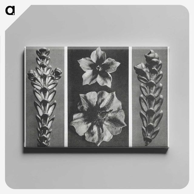 1-89_Karl-Blossfeldt_canvas