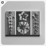 アートパネル-Thujopsis dolabrata enlarged 10 times, Solanum tuberosum (Potato) enlarged 5 times, and Thujopsis dolabrata enlarged 10 times from Urformen der Kunst by . Original from The Rijksmuseum. Digital - カール ブロスフェルト Canvas.