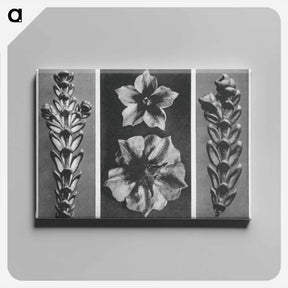 アートパネル-Thujopsis dolabrata enlarged 10 times, Solanum tuberosum (Potato) enlarged 5 times, and Thujopsis dolabrata enlarged 10 times from Urformen der Kunst by . Original from The Rijksmuseum. Digital - カール ブロスフェルト Canvas.