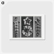アートポストカード-Thujopsis dolabrata enlarged 10 times, Solanum tuberosum (Potato) enlarged 5 times, and Thujopsis dolabrata enlarged 10 times from Urformen der Kunst by . Original from The Rijksmuseum. Digital - カール ブロスフェルト Postcard.