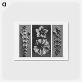 アートポストカード-Thujopsis dolabrata enlarged 10 times, Solanum tuberosum (Potato) enlarged 5 times, and Thujopsis dolabrata enlarged 10 times from Urformen der Kunst by . Original from The Rijksmuseum. Digital - カール ブロスフェルト Postcard.