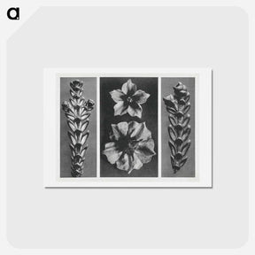 アートポストカード-Thujopsis dolabrata enlarged 10 times, Solanum tuberosum (Potato) enlarged 5 times, and Thujopsis dolabrata enlarged 10 times from Urformen der Kunst by . Original from The Rijksmuseum. Digital - カール ブロスフェルト Postcard.