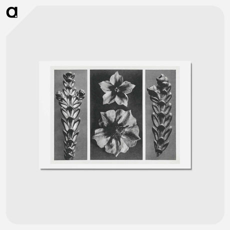 アートポストカード-Thujopsis dolabrata enlarged 10 times, Solanum tuberosum (Potato) enlarged 5 times, and Thujopsis dolabrata enlarged 10 times from Urformen der Kunst by . Original from The Rijksmuseum. Digital - カール ブロスフェルト Postcard.