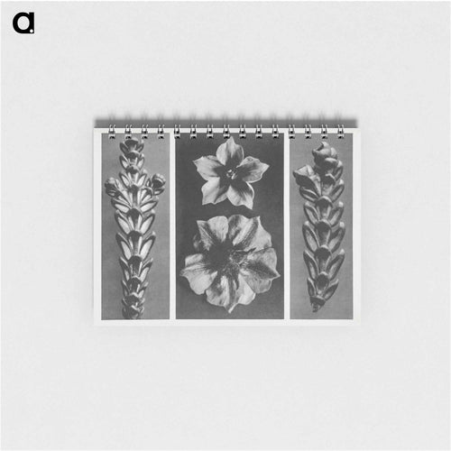 Thujopsis dolabrata enlarged 10 times, Solanum tuberosum (Potato) enlarged 5 times, and Thujopsis dolabrata enlarged 10 times from Urformen der Kunst by . Original from The Rijksmuseum. Digital - Karl Blossfeldt Memo.