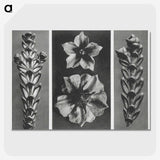 1-89_Karl-Blossfeldt_picture-crop