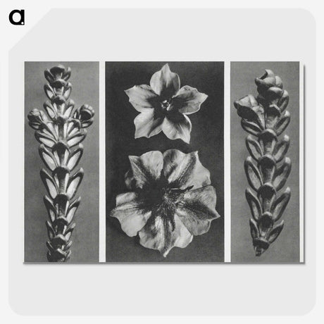 1-89_Karl-Blossfeldt_picture-crop