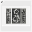 1-89_Karl-Blossfeldt_picture