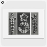 1-89_Karl-Blossfeldt_picture