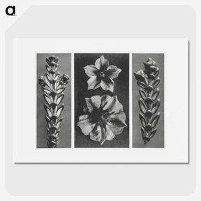 1-89_Karl-Blossfeldt_picture