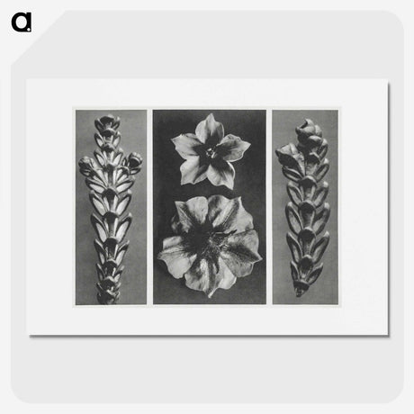 1-89_Karl-Blossfeldt_picture