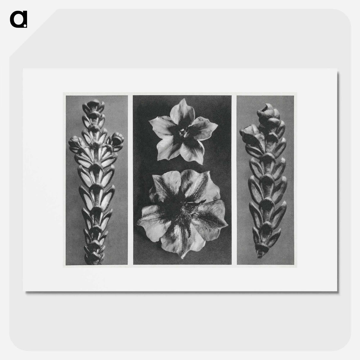 アートポスター-Thujopsis dolabrata enlarged 10 times, Solanum tuberosum (Potato) enlarged 5 times, and Thujopsis dolabrata enlarged 10 times from Urformen der Kunst by . Original from The Rijksmuseum. Digital - カール ブロスフェルト Poster.