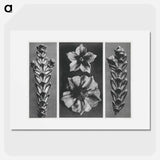 アートポスター-Thujopsis dolabrata enlarged 10 times, Solanum tuberosum (Potato) enlarged 5 times, and Thujopsis dolabrata enlarged 10 times from Urformen der Kunst by . Original from The Rijksmuseum. Digital - カール ブロスフェルト Poster.