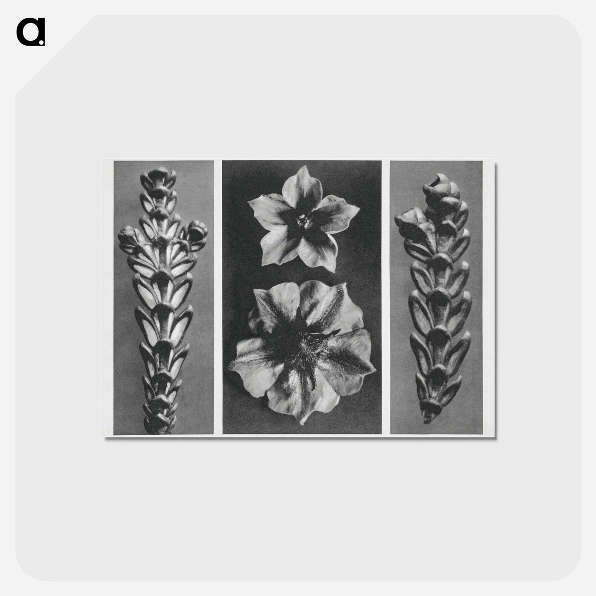 アートポストカード-Thujopsis dolabrata enlarged 10 times, Solanum tuberosum (Potato) enlarged 5 times, and Thujopsis dolabrata enlarged 10 times from Urformen der Kunst by . Original from The Rijksmuseum. Digital - カール ブロスフェルト Postcard.
