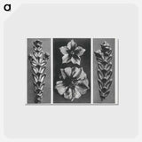 アートポストカード-Thujopsis dolabrata enlarged 10 times, Solanum tuberosum (Potato) enlarged 5 times, and Thujopsis dolabrata enlarged 10 times from Urformen der Kunst by . Original from The Rijksmuseum. Digital - カール ブロスフェルト Postcard.