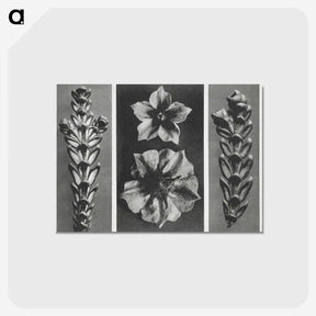 1-89_Karl-Blossfeldt_postcard