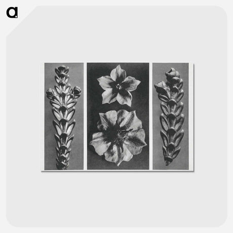 アートポストカード-Thujopsis dolabrata enlarged 10 times, Solanum tuberosum (Potato) enlarged 5 times, and Thujopsis dolabrata enlarged 10 times from Urformen der Kunst by . Original from The Rijksmuseum. Digital - カール ブロスフェルト Postcard.