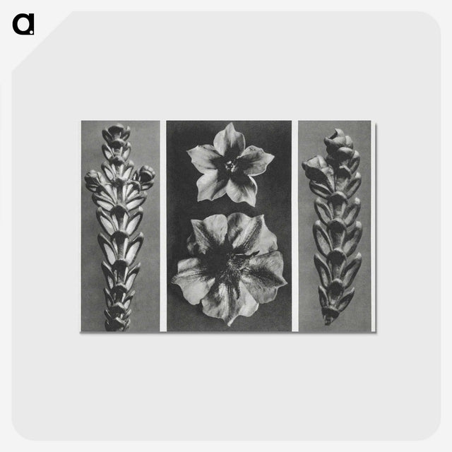 1-89_Karl-Blossfeldt_postcard