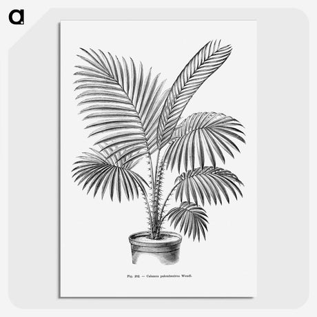 1-89_Les-Palmiers-Histoire-Iconographique_picture-crop