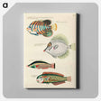 アートパネル-Moluccan Fishes
 - ルイ ルナール Canvas.