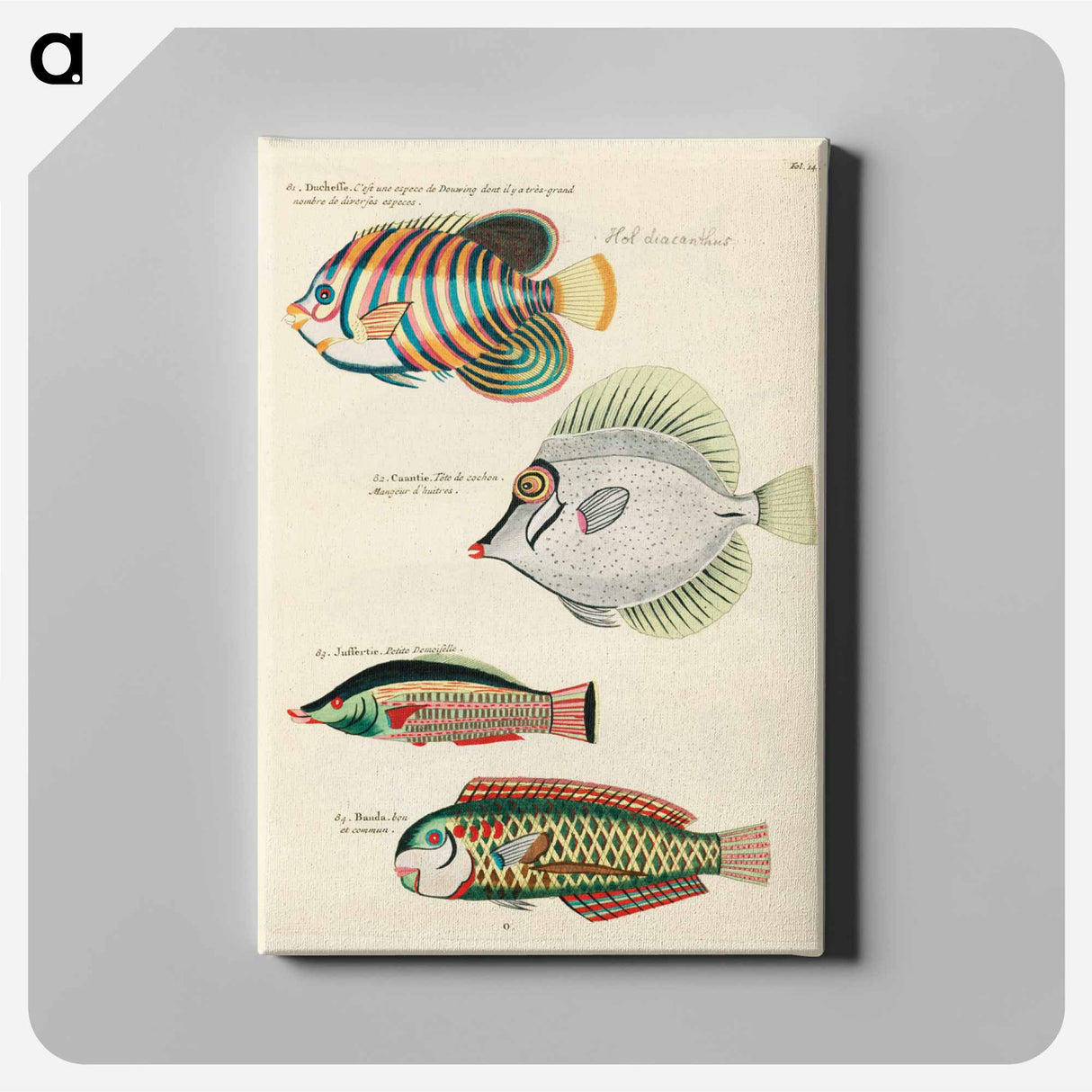 アートパネル-Moluccan Fishes
 - ルイ ルナール Canvas.