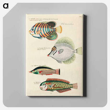 アートパネル-Moluccan Fishes
 - ルイ ルナール Canvas.
