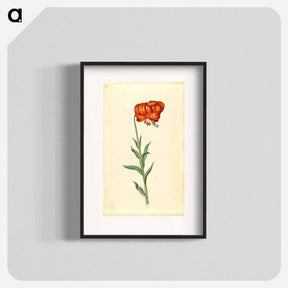 アートポスター-Lilium chalcedonicum
 - マリア ジビーラ メーリアン Poster.