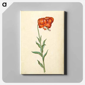 アートパネル-Lilium chalcedonicum
 - マリア ジビーラ メーリアン Canvas.