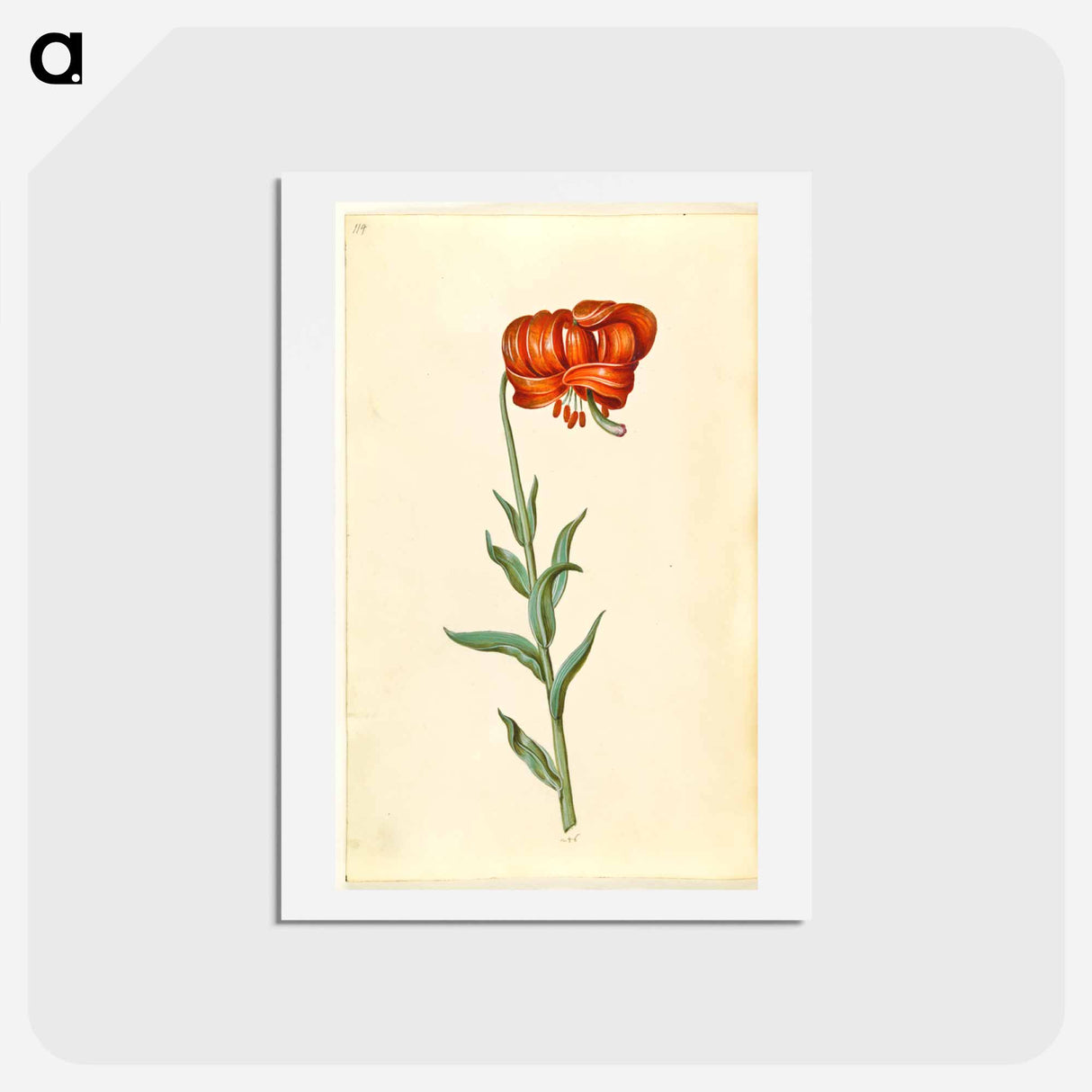 アートポストカード-Lilium chalcedonicum
 - マリア ジビーラ メーリアン Postcard.