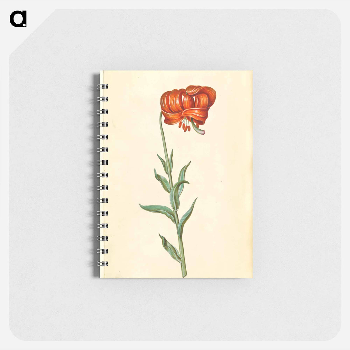 アートメモ帳-Lilium chalcedonicum
 - マリア ジビーラ メーリアン Memo.