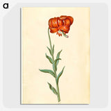 1-89_Maria-Sibylla-Merian_picture-crop