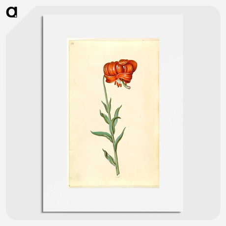 1-89_Maria-Sibylla-Merian_picture