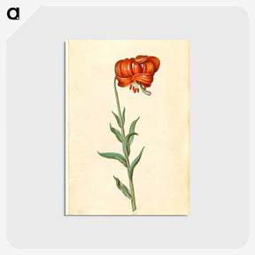 1-89_Maria-Sibylla-Merian_postcard