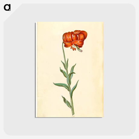 アートポストカード-Lilium chalcedonicum
 - マリア ジビーラ メーリアン Postcard.