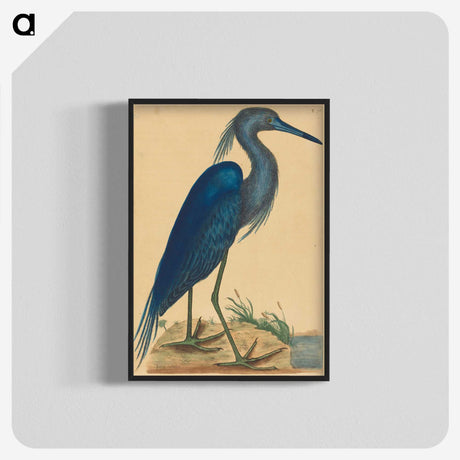 1-89_Mark-Catesby_blk-crop
