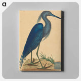 アートパネル-The Blue Heron
 - マーク ケイツビー Canvas.