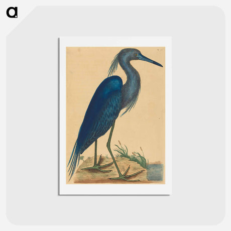 アートポストカード-The Blue Heron
 - マーク ケイツビー Postcard.