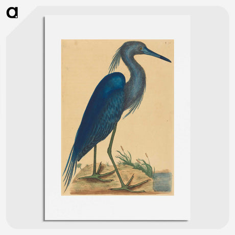 1-89_Mark-Catesby_picture