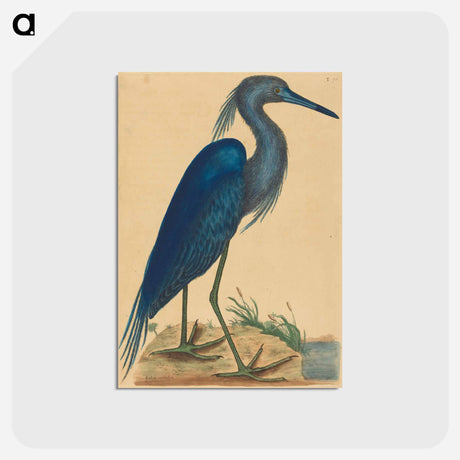 アートポストカード-The Blue Heron
 - マーク ケイツビー Postcard.