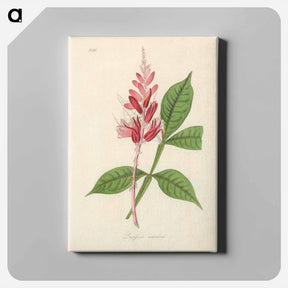 アートパネル-Lunasia amara Illustration
 - 薬用植物学 Canvas.