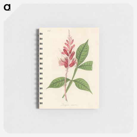 アートメモ帳-Lunasia amara Illustration
 - 薬用植物学 Memo.